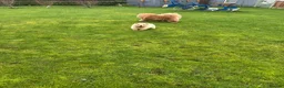 Chow Chow dogs for sale:  READY NOW amazing cream chow chow boy - Advert 18