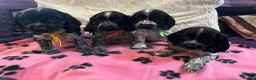 Cocker Spaniel dogs for sale: Stunning show type cocker spaniel puppies  - Advert 2