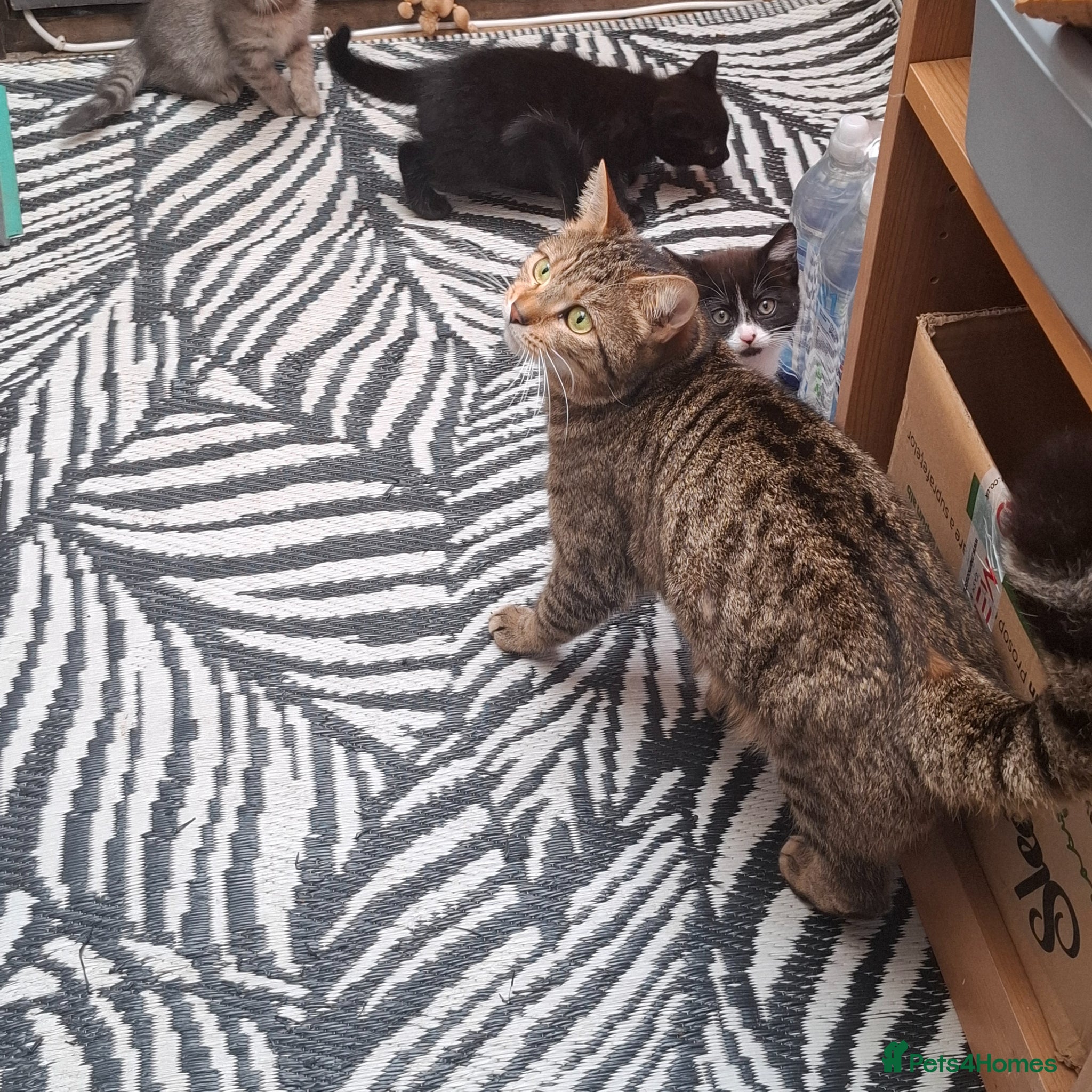 Mixed Breed cats Grey   - Advert 1