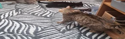 Mixed Breed cats for sale: Grey   - Advert 1