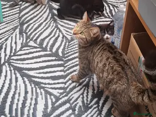 Mixed Breed cats Grey - Advert 2