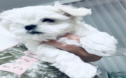 Maltese dogs for sale: 🌟Stunning Tiny Korean Maltese KC Reg🌟 - Advert 13