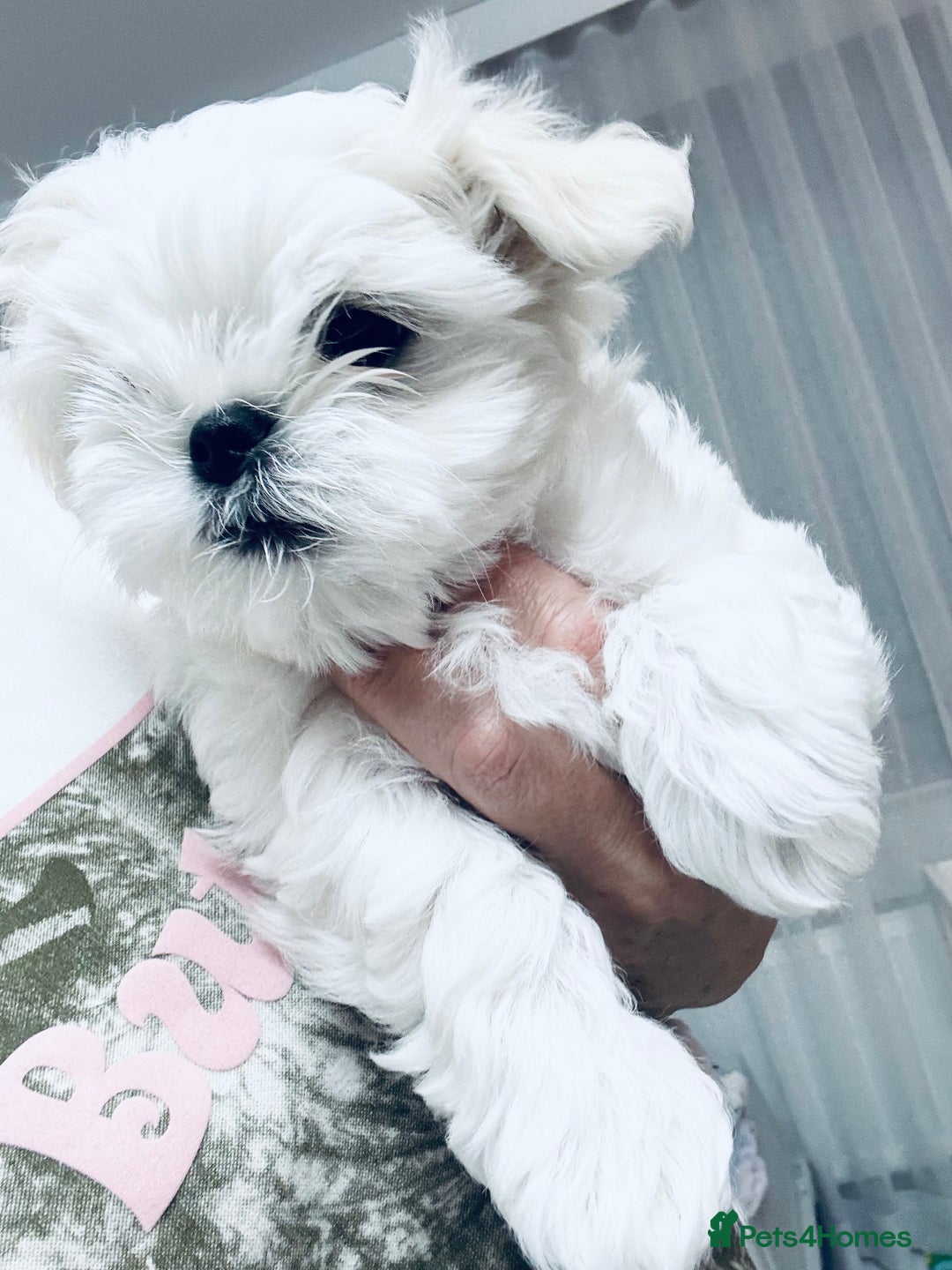 Maltese dogs for sale: 🌟Stunning Tiny Korean Maltese KC Reg🌟 - Advert 13