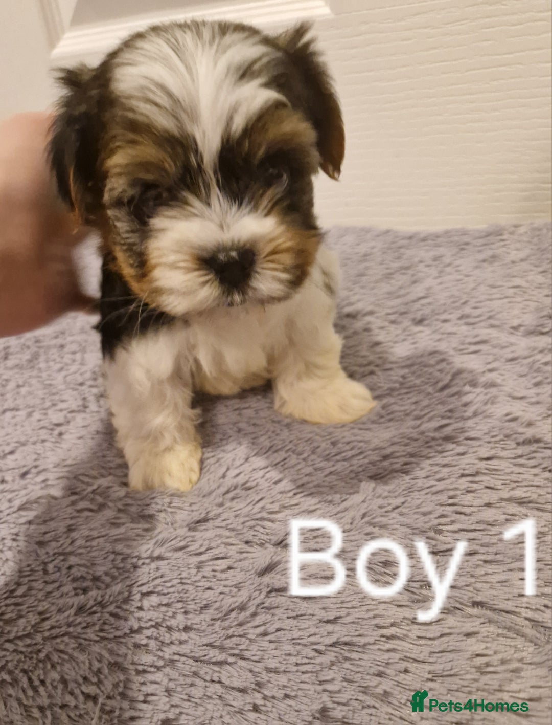 Biewer Terrier dogs for sale: Last Yorkshire Biewer Terrier Puppy Ready To Go! - Advert 9
