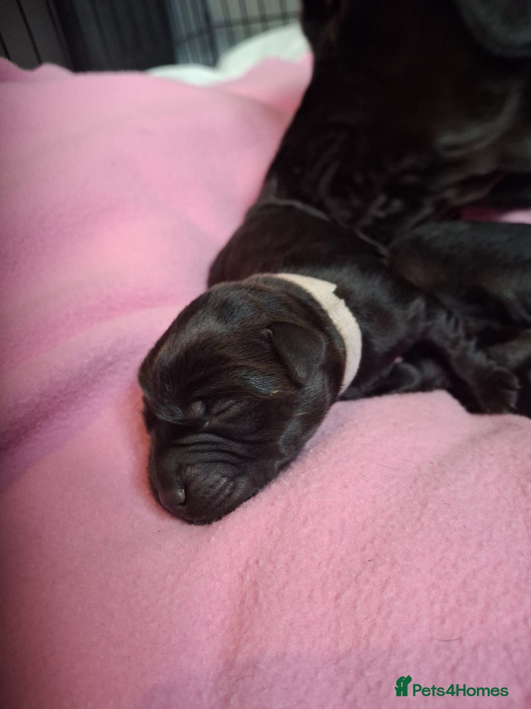 Labrador Retriever dogs for sale: Black labrador puppies - Advert 14
