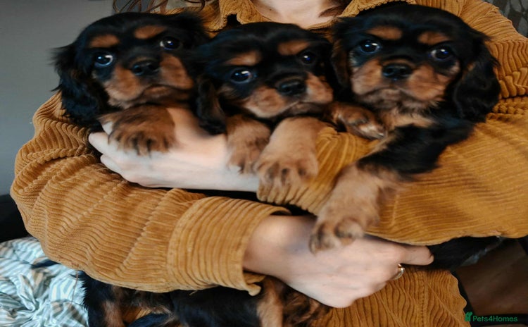 Cavalier King Charles Spaniel dogs - Advert 6