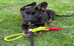 German Shepherd dogs for sale: MAXIMUS/ PEDIGREE GSD/ KENNEL CLUB REGISTERED/ - Image 7