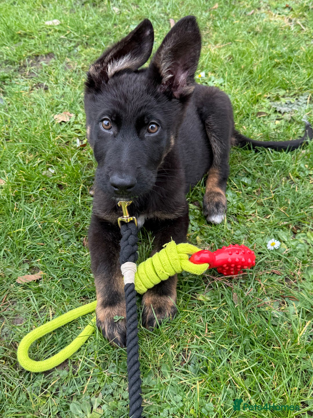 German Shepherd dogs for sale: MAXIMUS/ PEDIGREE GSD/ KENNEL CLUB REGISTERED/ - Image 7