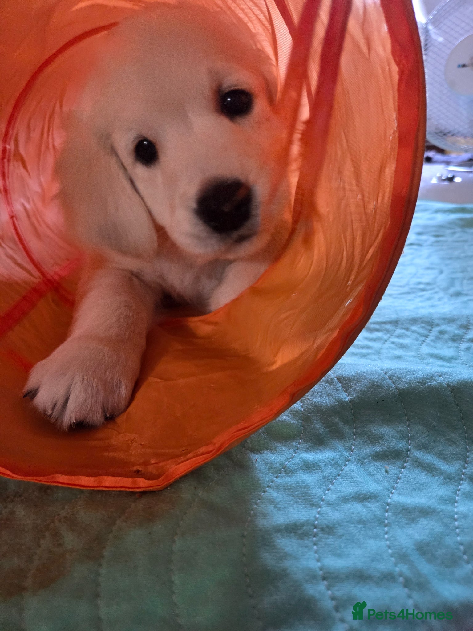Golden Retriever dogs Only one male available KC Golden Retriever - Advert 18