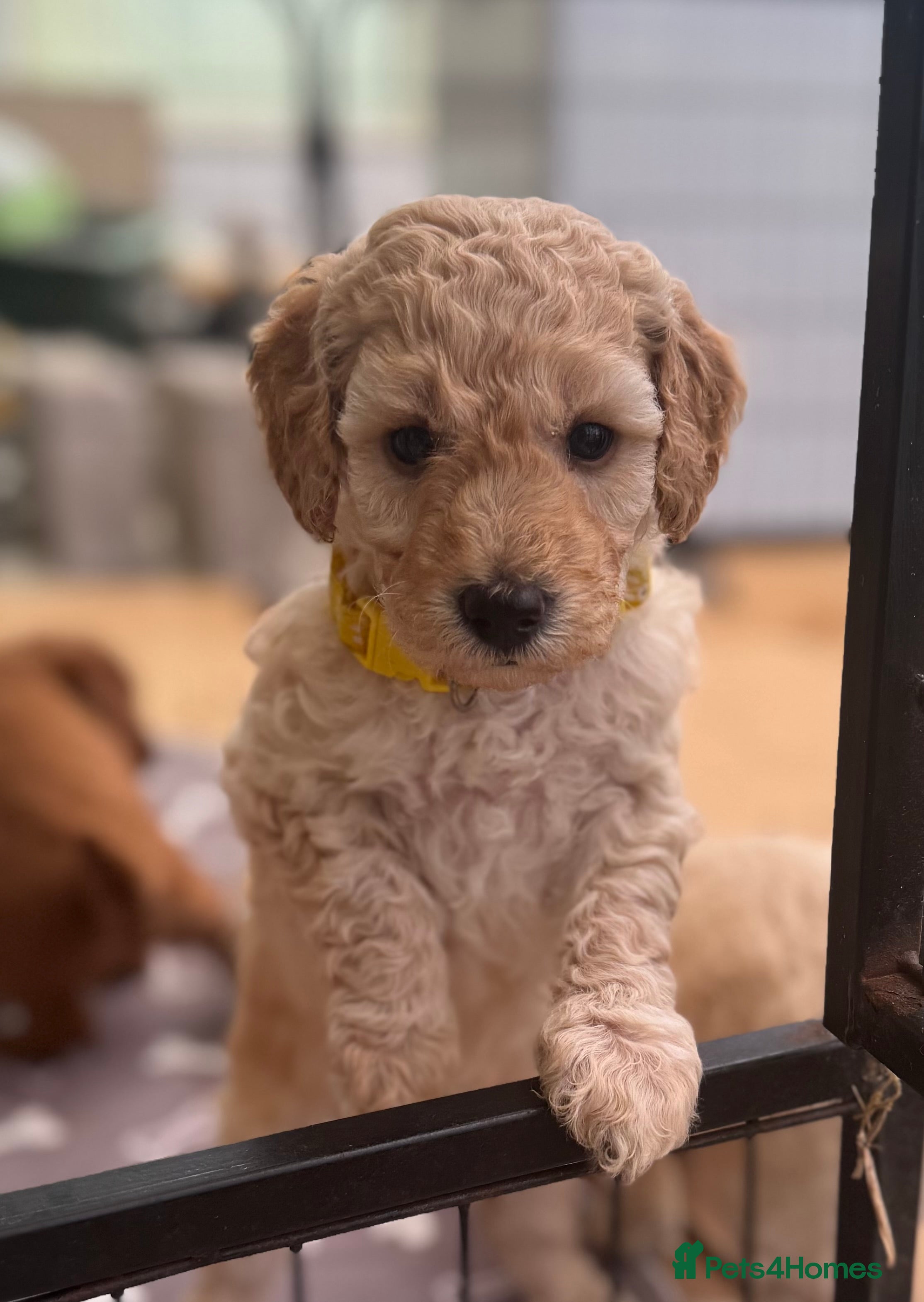 Miniature Poodle dogs Pedigree KC registered miniature poodle  - Advert 18