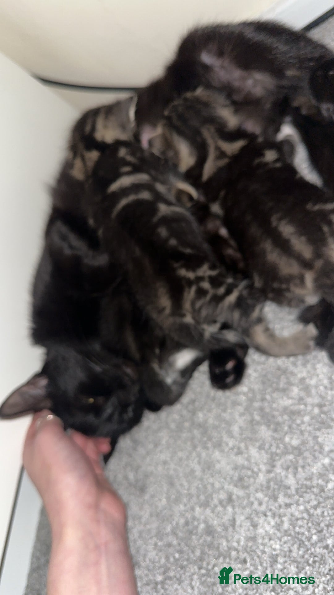 British Shorthair cats for sale: British Shorthair Black Female - Only Pet Home - Advert 2