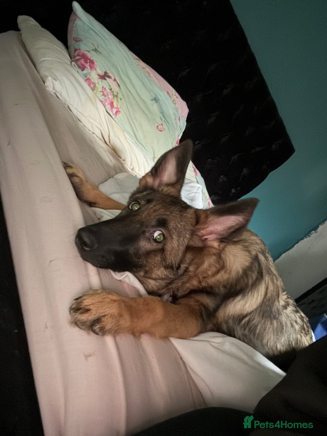 German Shepherd dogs for sale: German shepherd  - Advert 7