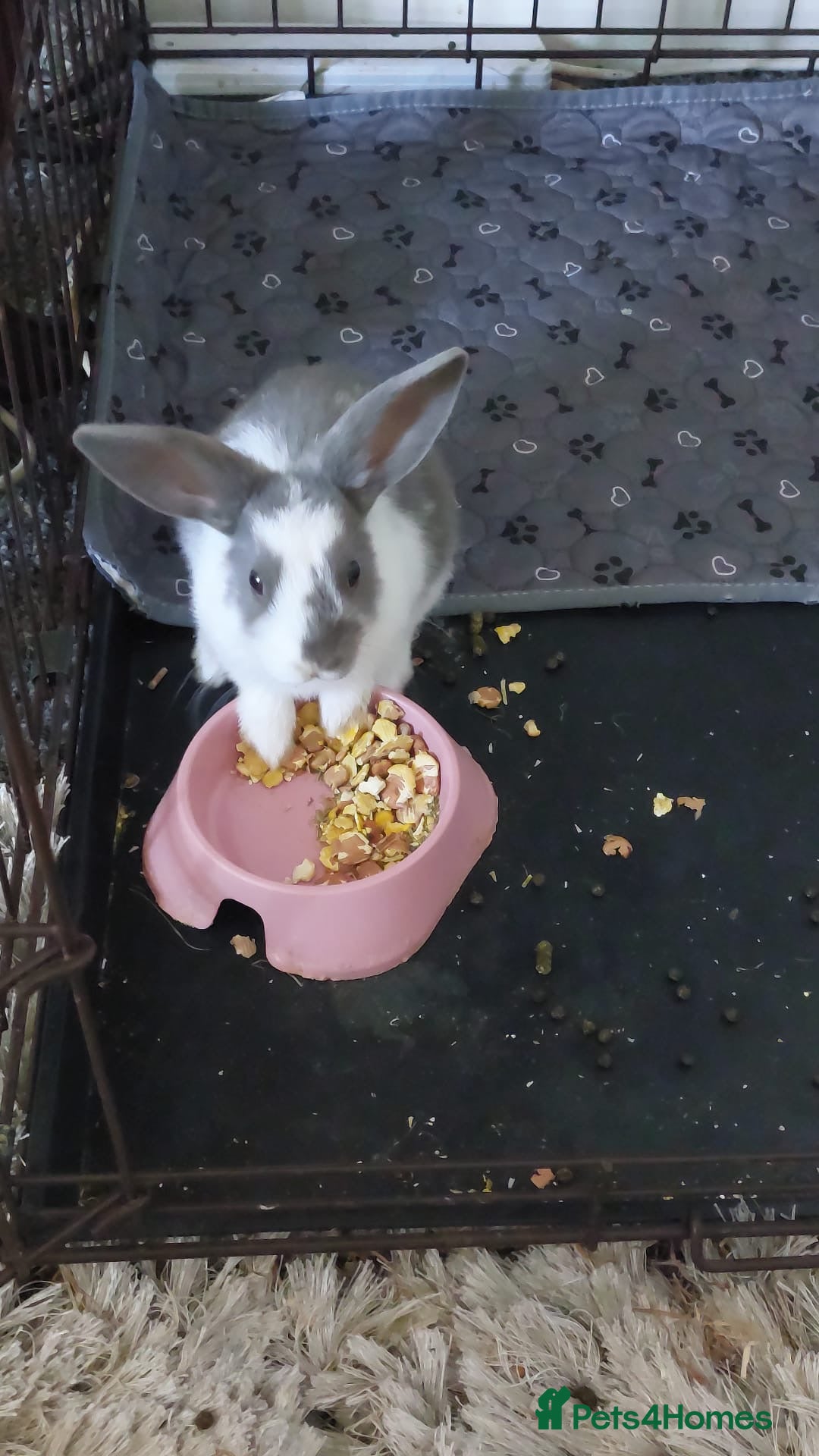 Mixed Breed rabbits 2 mixed lion head and Dutch baby bunnies  - Advert 1