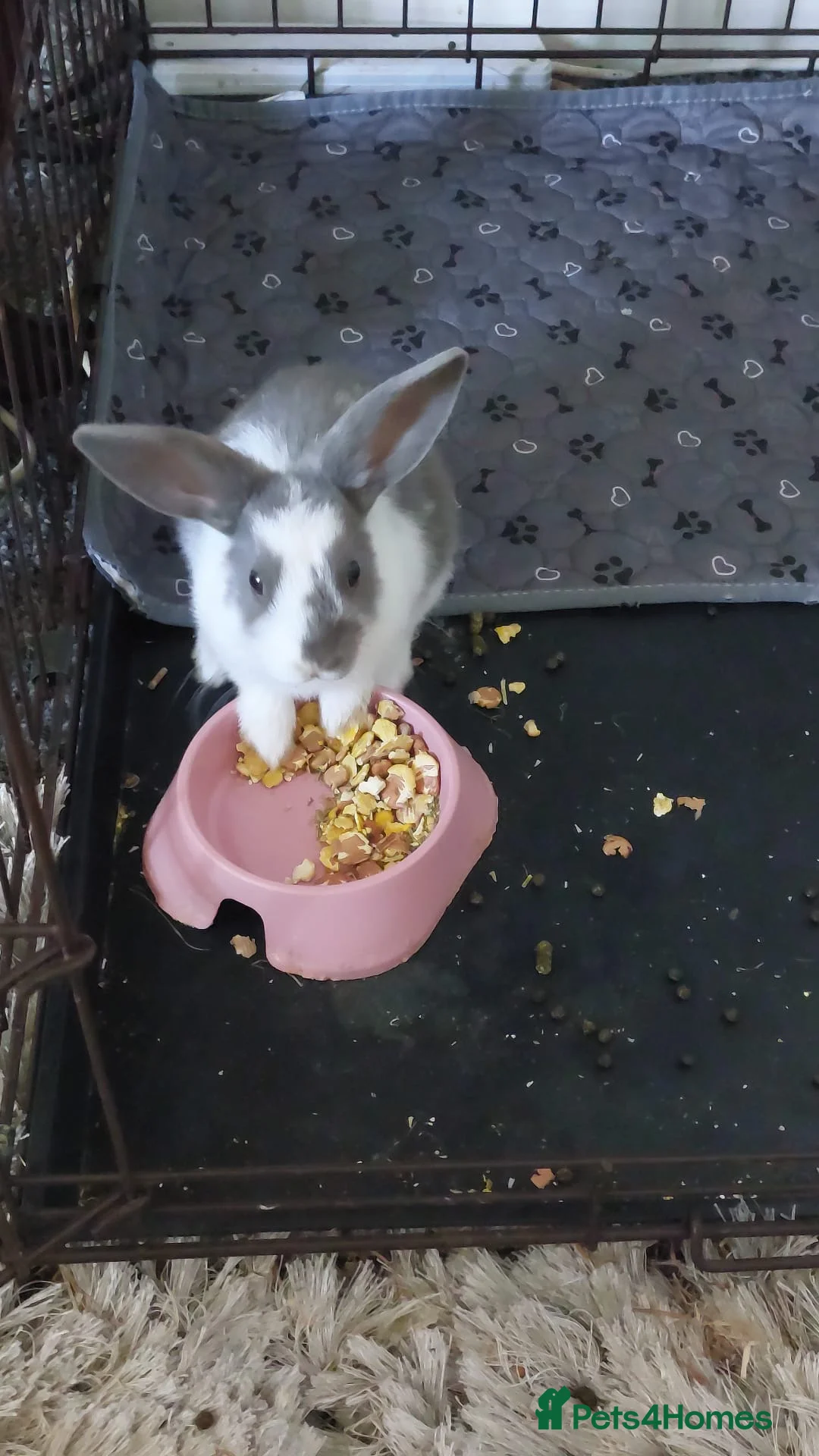 Mixed Breed rabbits for sale: 2 mixed lion head and Dutch baby bunnies  - Advert 1