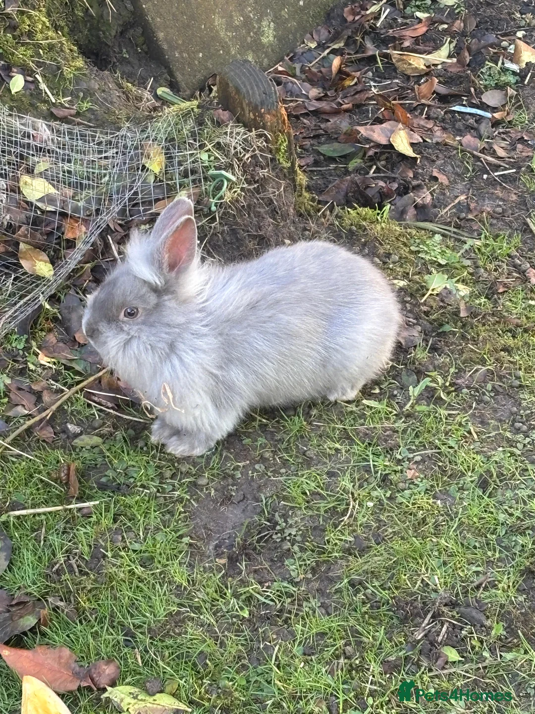 Lionhead rabbits for sale: Lion head bunnies for sale  - Advert 1