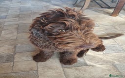 Newfypoo dogs for sale: Newfypoo puppy looking for a forever home :) - Image 6