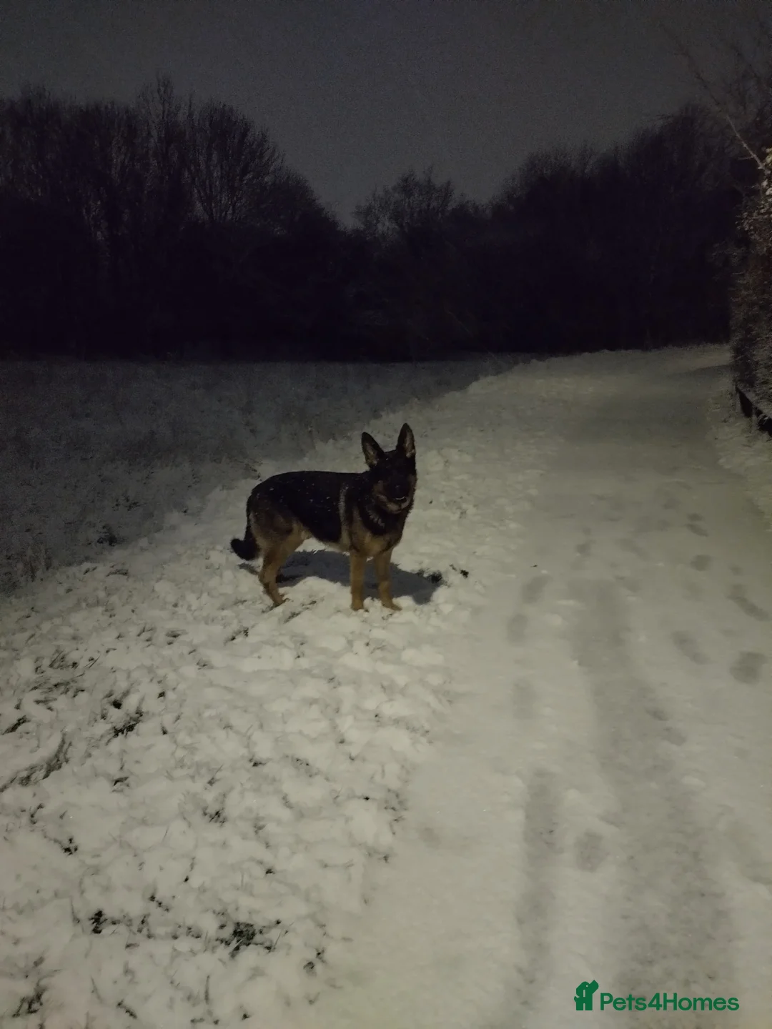 German Shepherd dogs for stud: Superb German Shepherd Stud Ready for Breeding in Coventry - Advert 4