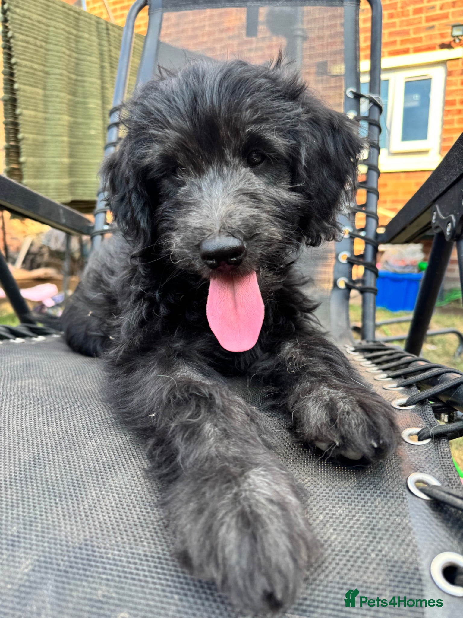Mini Goldendoodle dogs F1 Mini SILVER Goldendoodle  *READY NOW* - Advert 2
