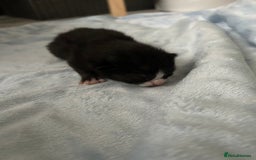 Mixed Breed cats for sale: Kittens ready end of november - Image 4