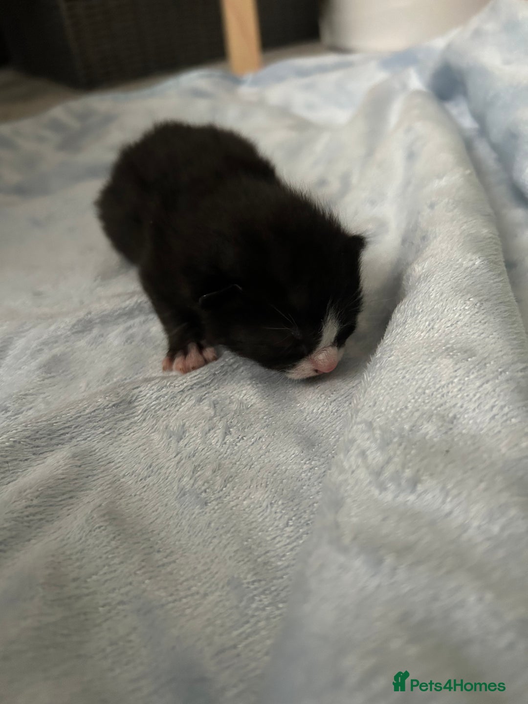 Mixed Breed cats for sale: Kittens ready end of november - Image 4