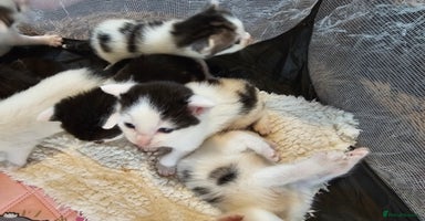 Mixed Breed cats - Advert 3