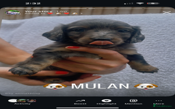 Miniature Dachshund dogs for sale: Stunning miniature Daschund litter kc reg  - Image 25