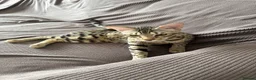 Bengal cats for sale: Stunning F5 Savannah × Sepia Bengal Male - Advert 2