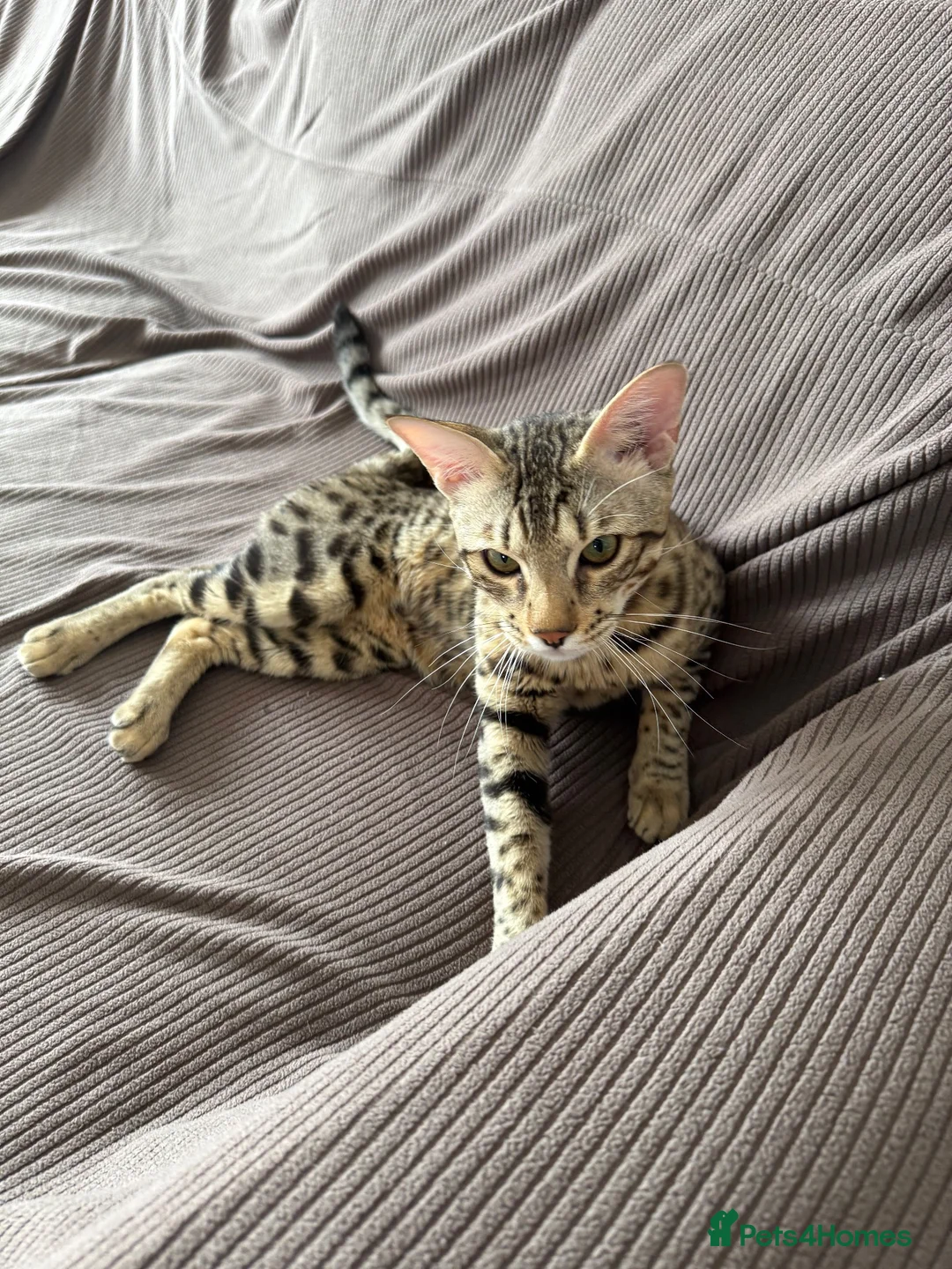 Bengal cats for sale: Stunning F5 Savannah × Sepia Bengal Male - Advert 2