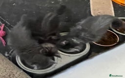 Maine Coon cats for sale: GCCF registered Maine Coon kittens  - Image 18