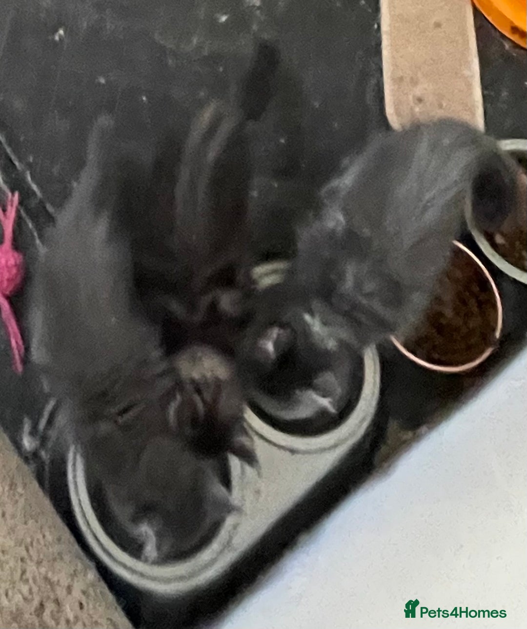 Maine Coon cats for sale: GCCF registered Maine Coon kittens  - Image 18