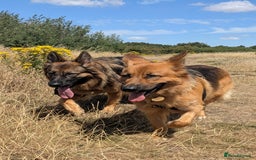 German Shepherd dogs for sale: Nearly 2 year old GSD for rehoming - Image 2