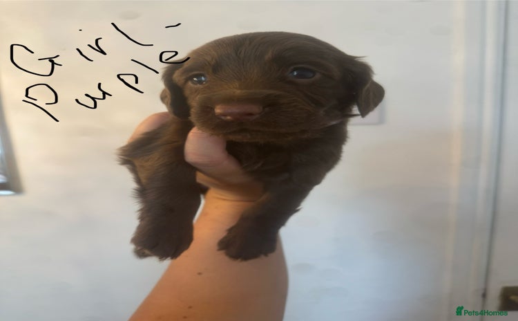 Cocker Spaniel dogs - Advert 11