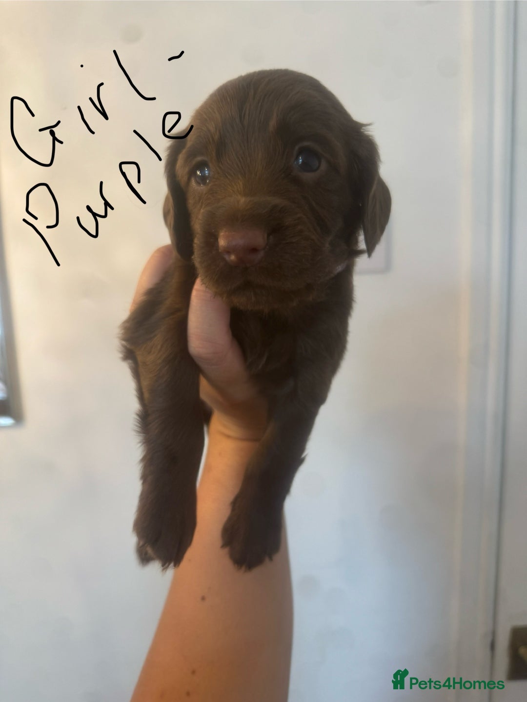 Cocker Spaniel dogs for sale: Cocker Spaniel Puppies - Image 1
