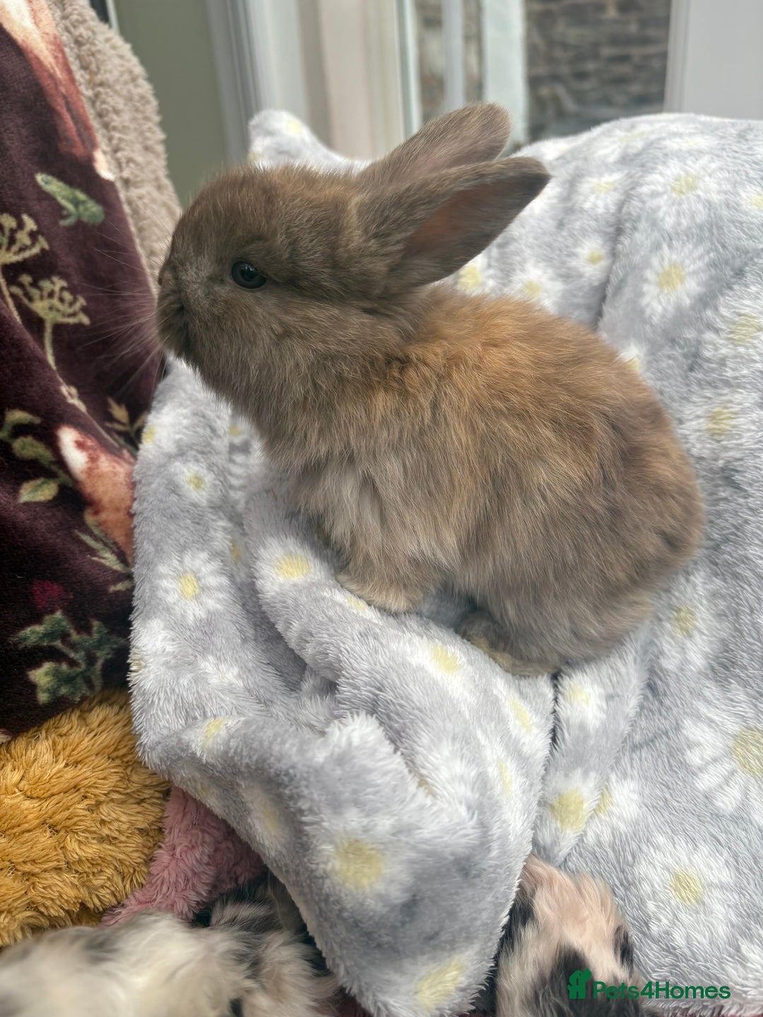 Mini Lop rabbits for sale: Raised indoors — mini lop and lion lops  - Advert 6