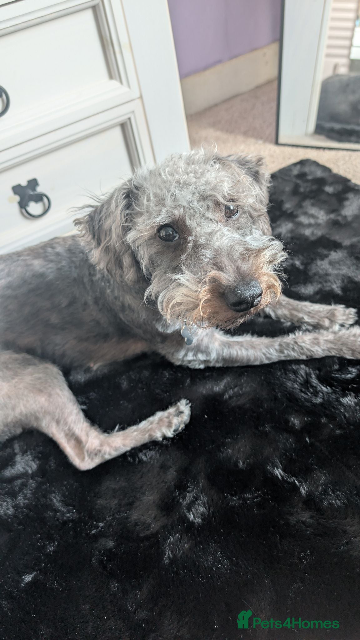 Mixed Breed dogs Bedlington terrier cross  - Advert 7