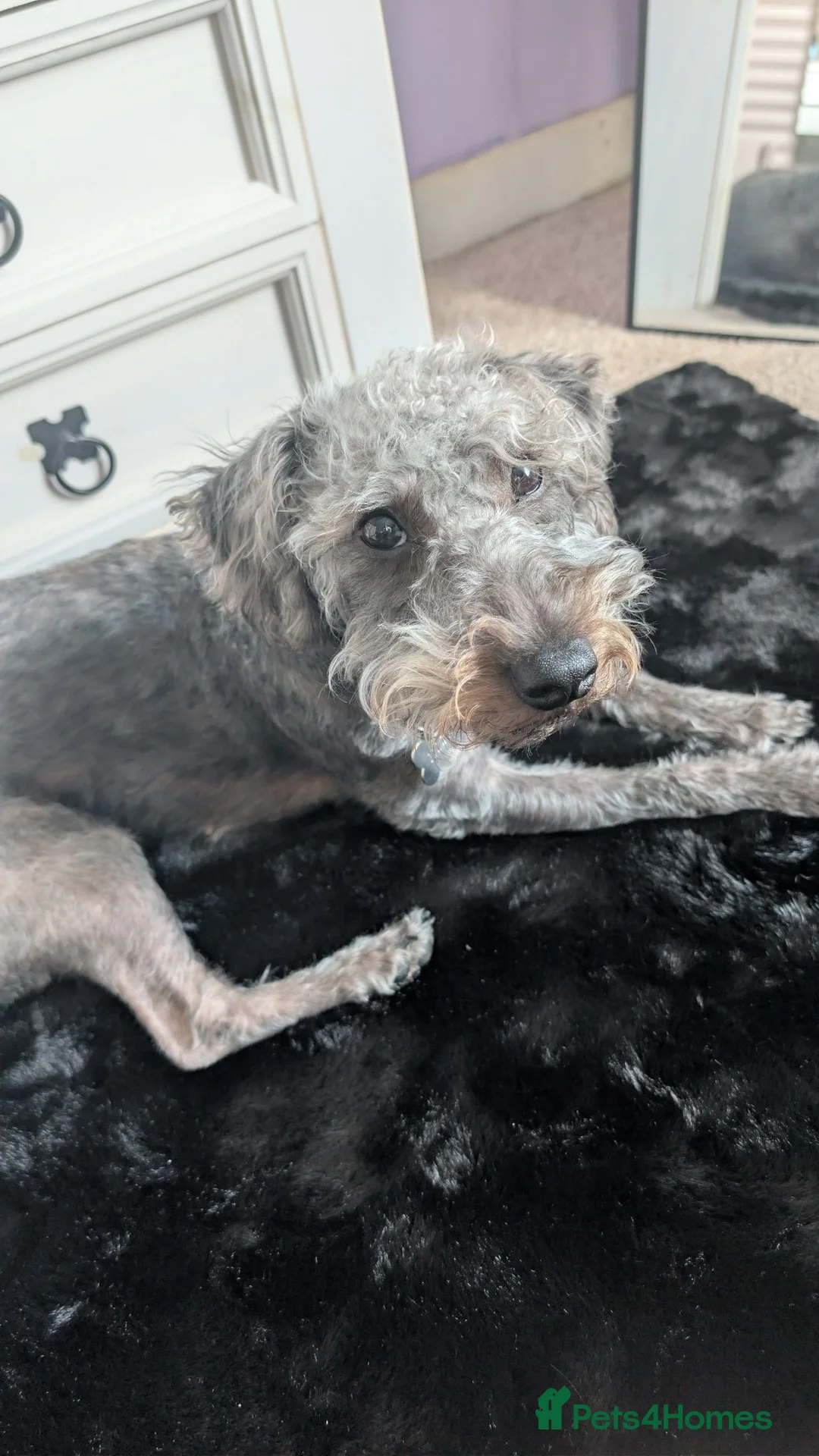 Mixed Breed dogs for sale: Bedlington terrier cross  - Advert 1