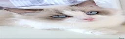 Ragdoll cats for sale: INDOOR FULL PEDIGREE 4 YEARS RAGDOLL FEMALE CAT - Advert 22
