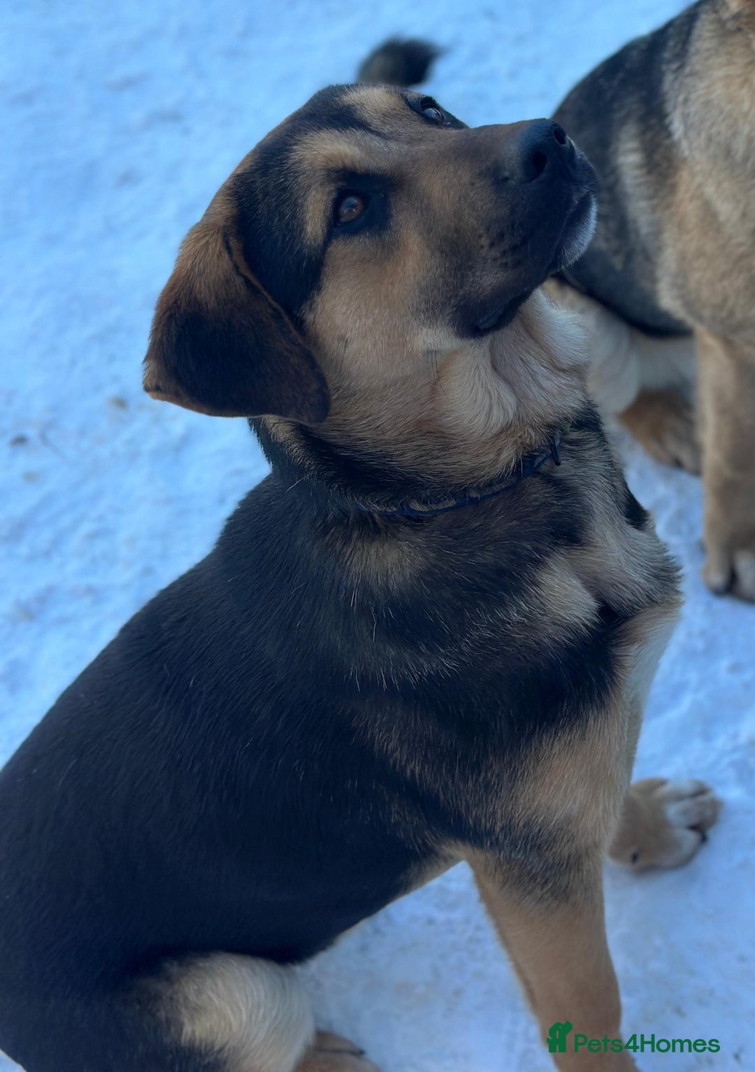 Australian Shepherd dogs for adoption: 6.5 months old Anatolian Shepherd ready to adopt! - Advert 8