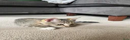 Mixed Breed cats for sale: 2 tabby girl kittens unusual colourings  - Advert 13