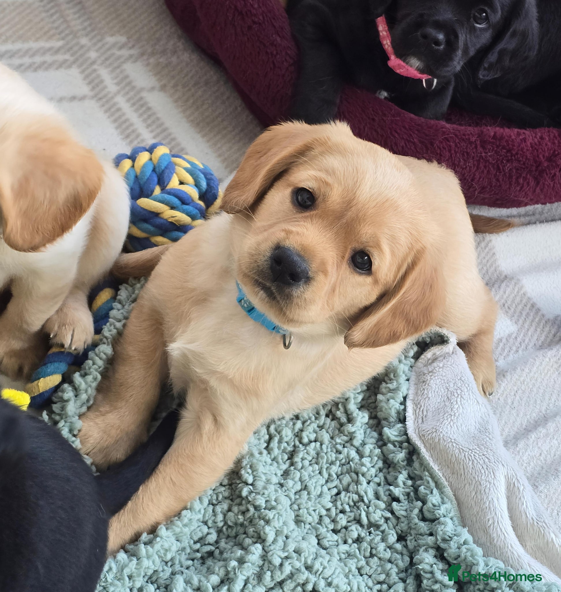 Mixed Breed dogs for sale: Cavador! Rare Ready 2 leave. 1 beautiful boy left. - Advert 18