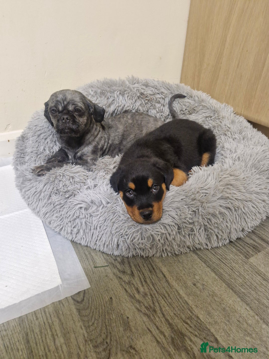 Rottweiler dogs for sale: Female rottweiler  - Advert 5