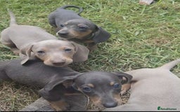 Miniature Dachshund dogs for sale: Miniature Dachshund Puppies  - Image 5