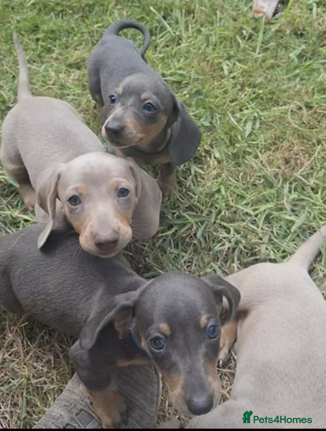 Miniature Dachshund dogs for sale: Miniature Dachshund Puppies  - Image 5