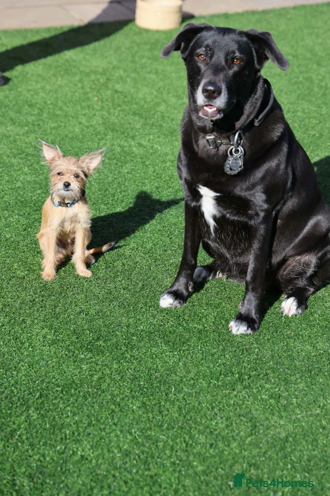 Mixed Breed dogs for adoption: Restful Little Rupert - Advert 17