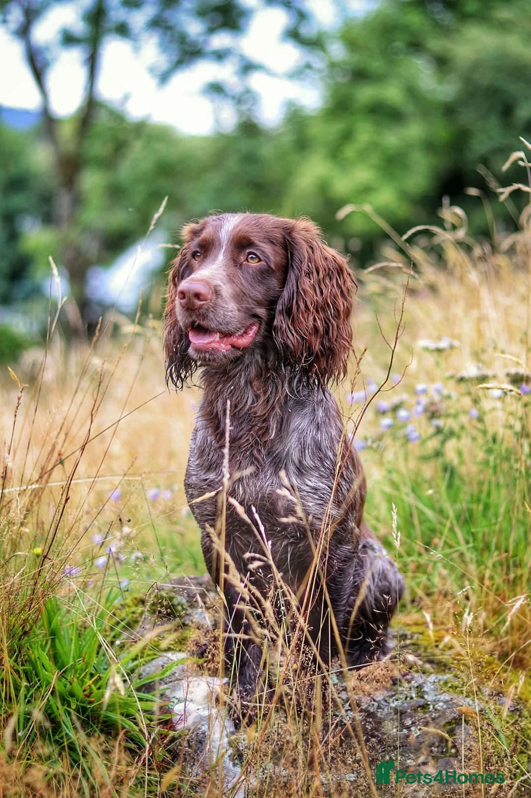 Cocker Spaniel dogs for stud: STUD Eye catching Roan KC Working Cocker Spaniel - Advert 6