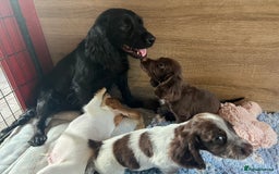 Cocker Spaniel dogs for sale: Beautiful Working Cocker Spaniel Boys - Image 12