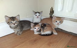 Mixed Breed cats for sale: Beautiful Kittens  - Image 1