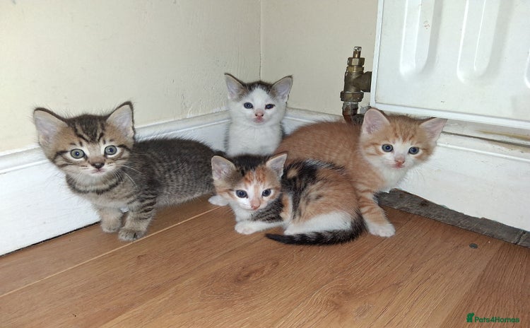 Mixed Breed cats - Advert 1