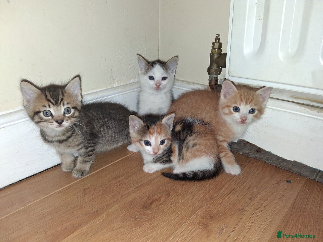 Mixed Breed cats for sale: Beautiful Kittens  - Image 1