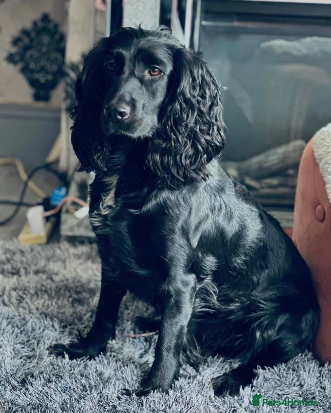 Cocker Spaniel dogs for sale: 7 BEAUTIFUL WORKING SPANIELS 🐶🐾 - Advert 2
